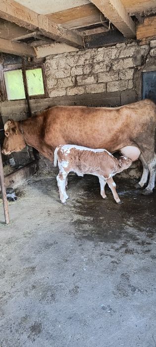 Vacă  cu vițelușa