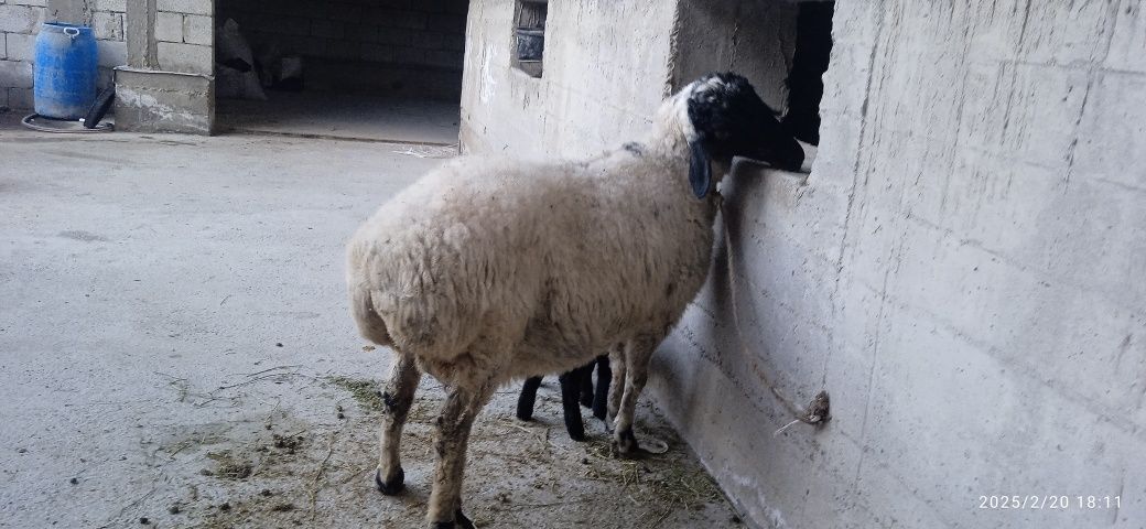 Ona bola qoʻy sotiladi bolasi egiz  biri qoʻchqor  urgʻochi bolalari 5