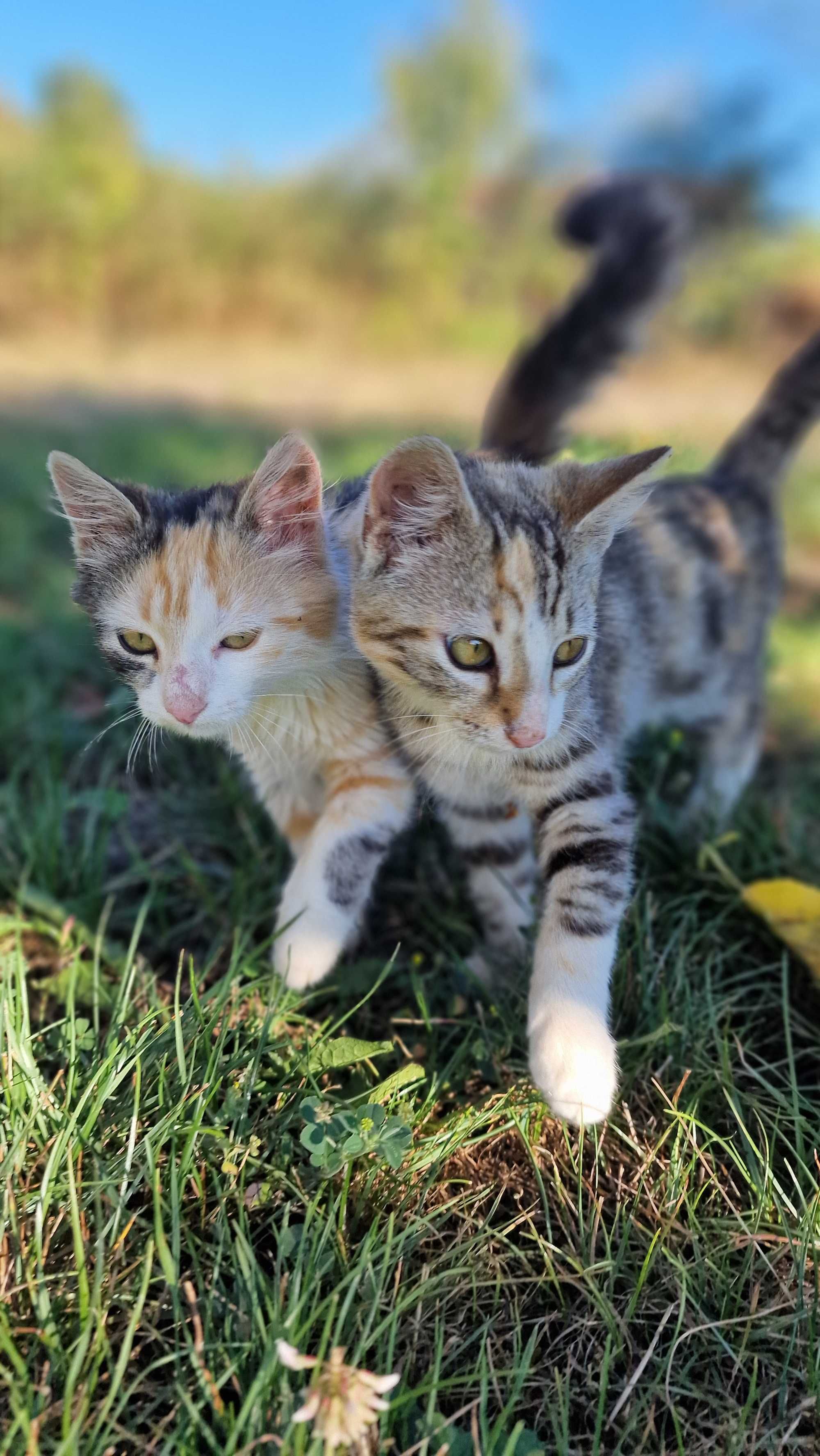 Котаци търсят дом