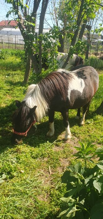 Poneii de vanzare