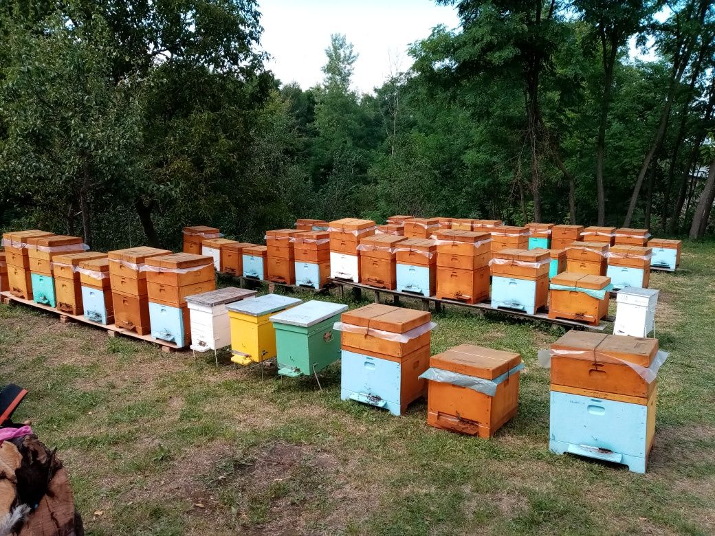 Vând 10 familii de albine