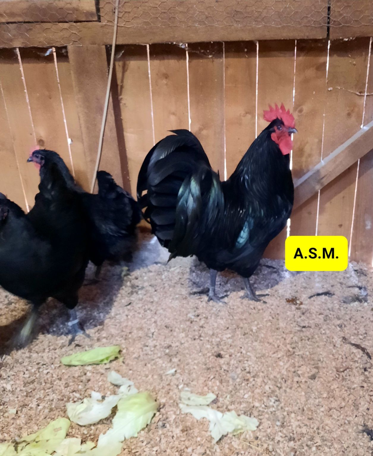 Vând ouă pt incubat Australorp Negru