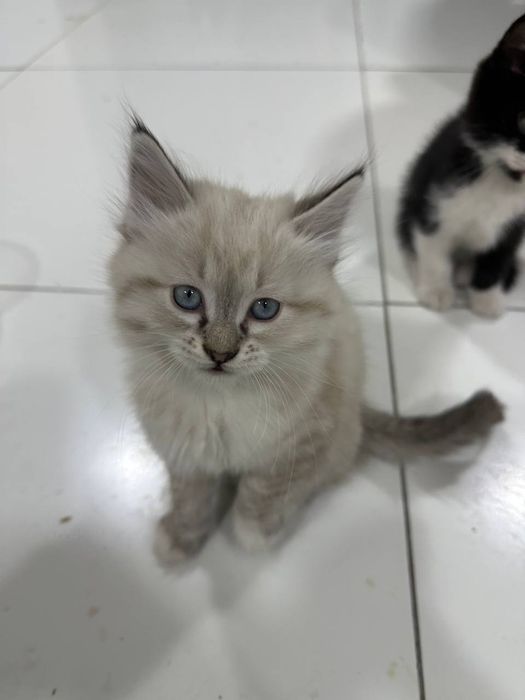 Продаётся котята