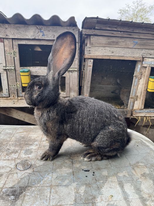 Vand mascul de urias gri fier !