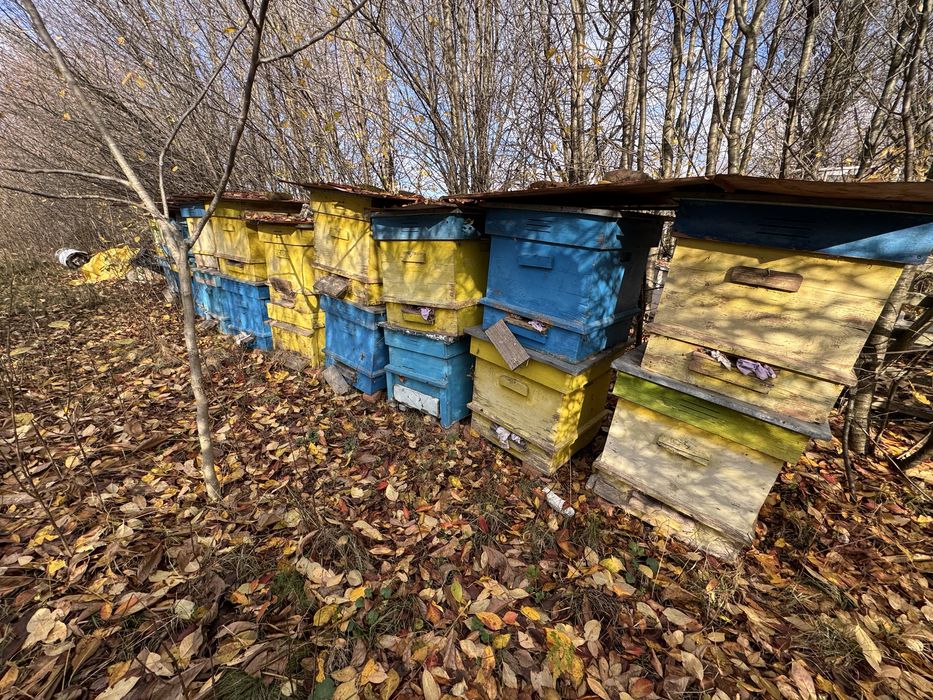 12 рамков кошер даданблат