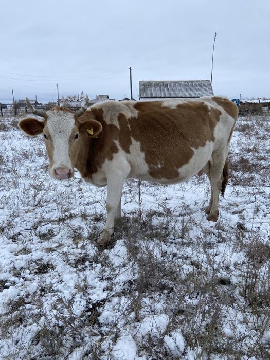 Продам дойную корову 7 лет