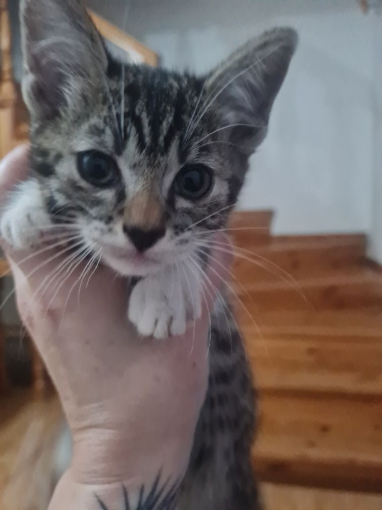 Котята два месяца даром