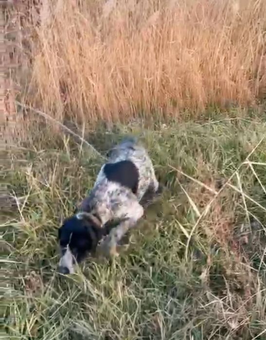 Рабочий дратхаар