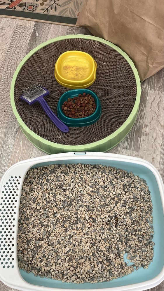 Продам кошку мальчика