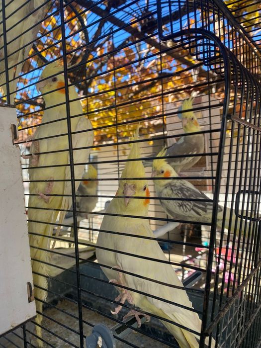 Папагали корели ..