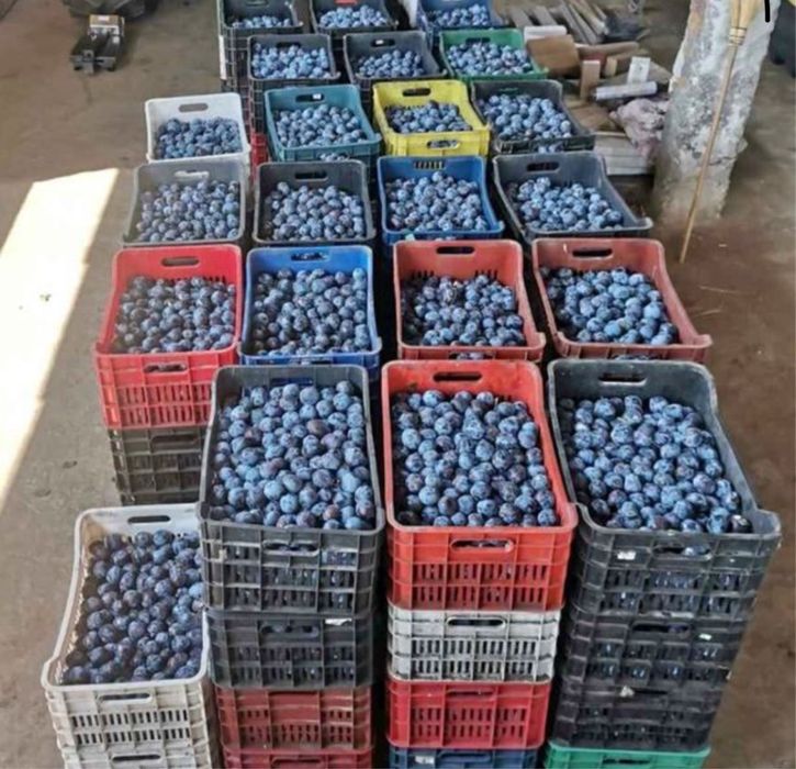 Vand prune pentru tuica palinca