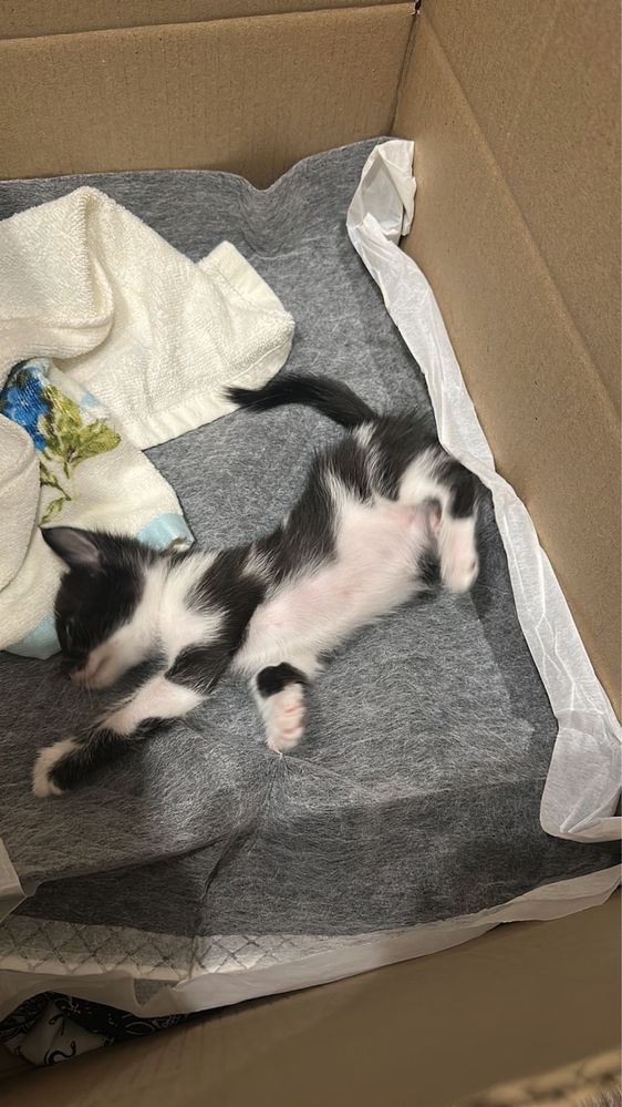 Котеночек, девочка