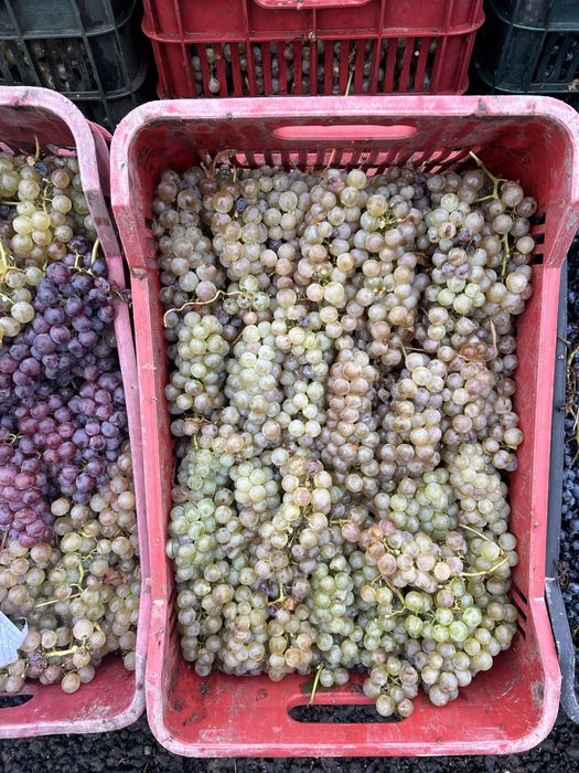 Struguri de vin