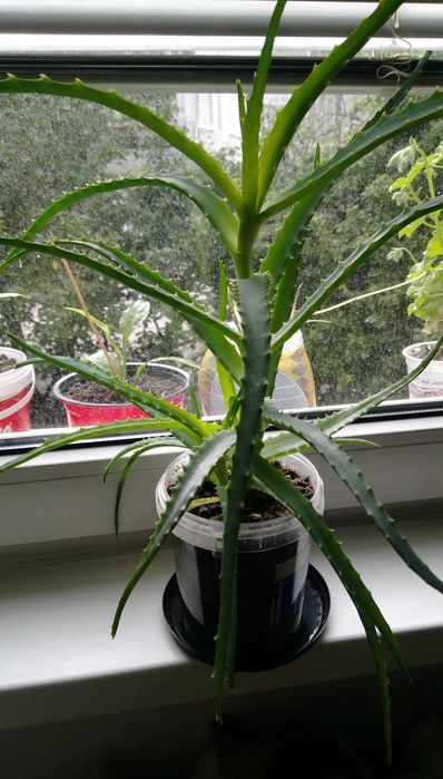 Продавам цветя Алое лечебно