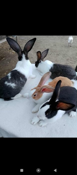 Vând iepuri hicole francez