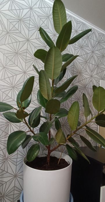 Продам дерево фикус каучуконосый