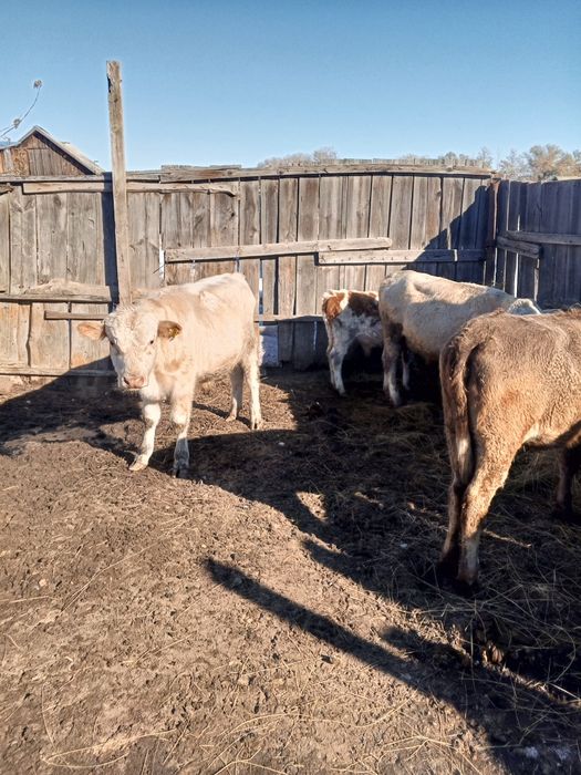 Продам телят разных возрастов