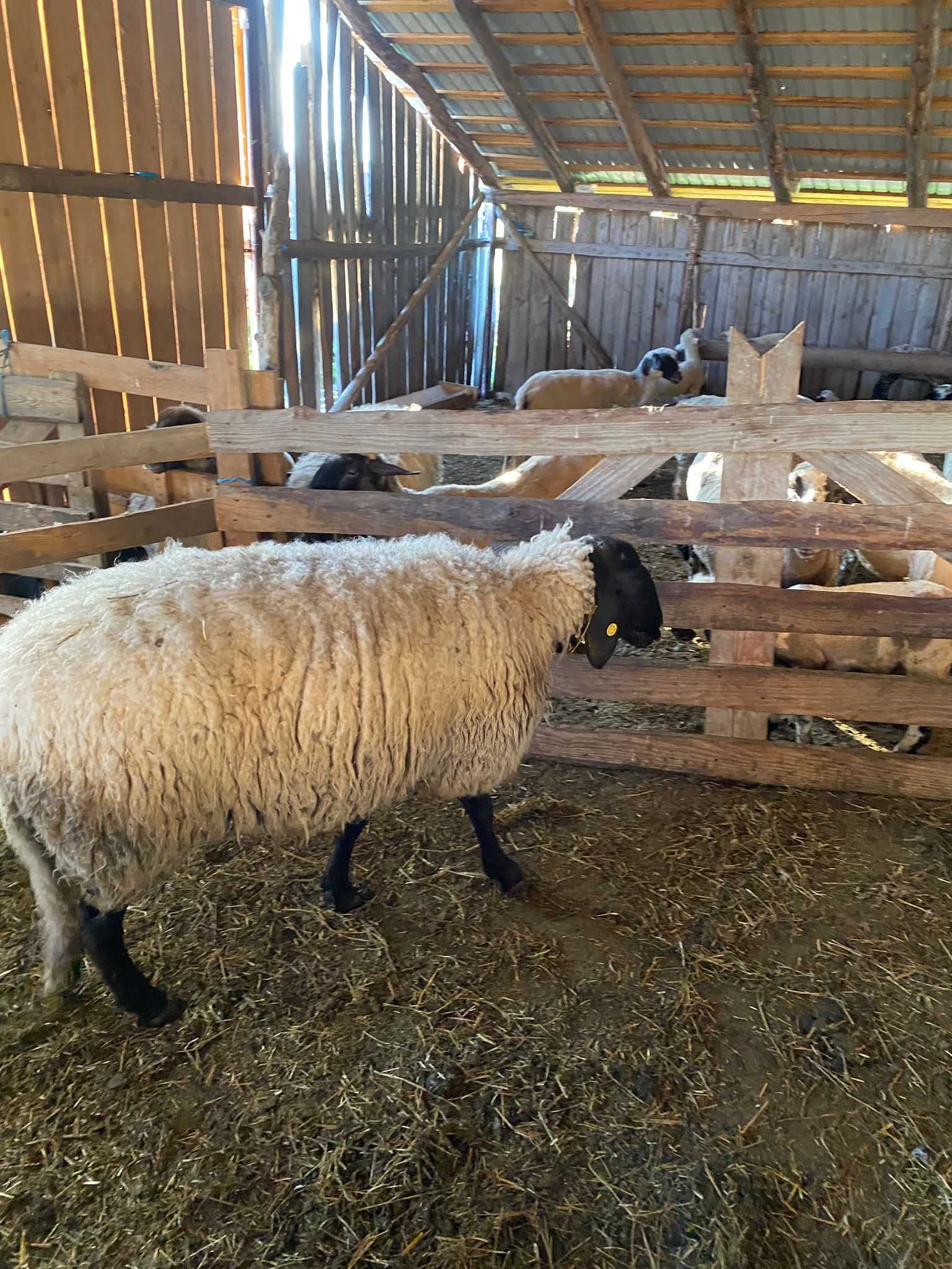 Oi de vânzare,metis cu sulfok