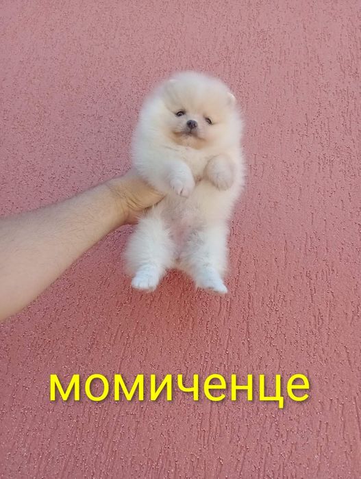 Померания . Момичета