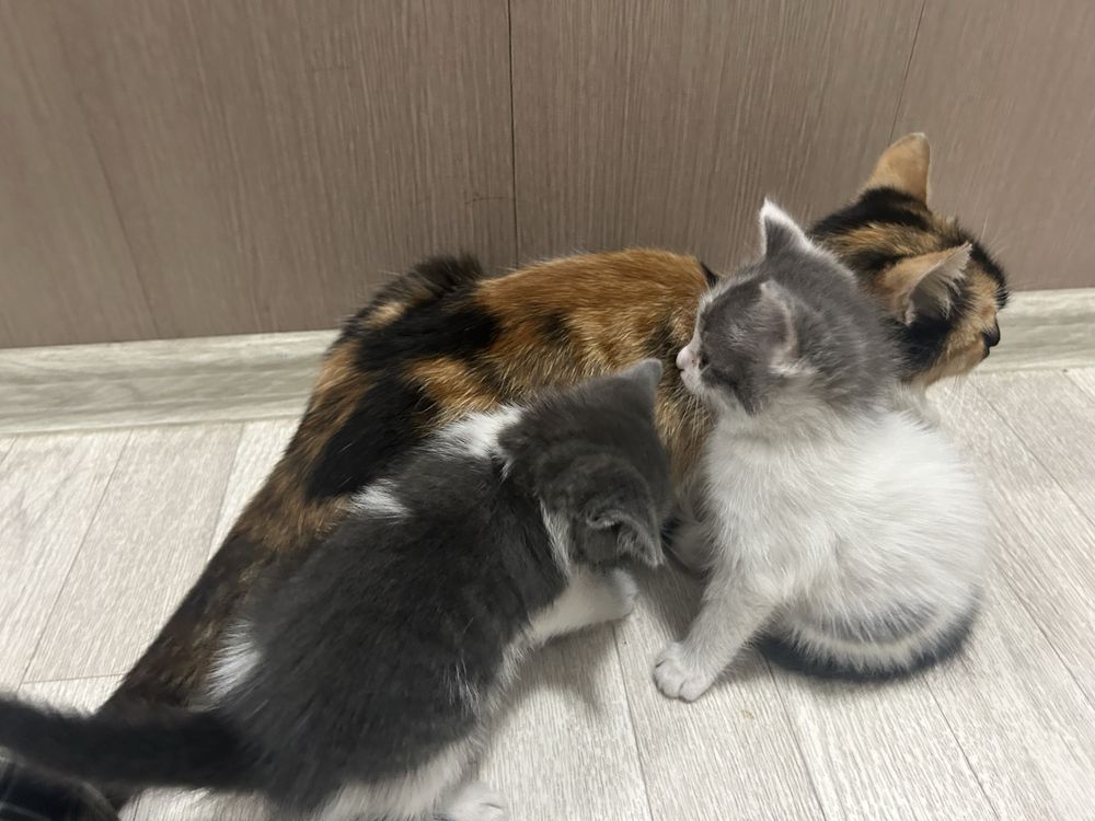 Одна кошка и две котята девочки