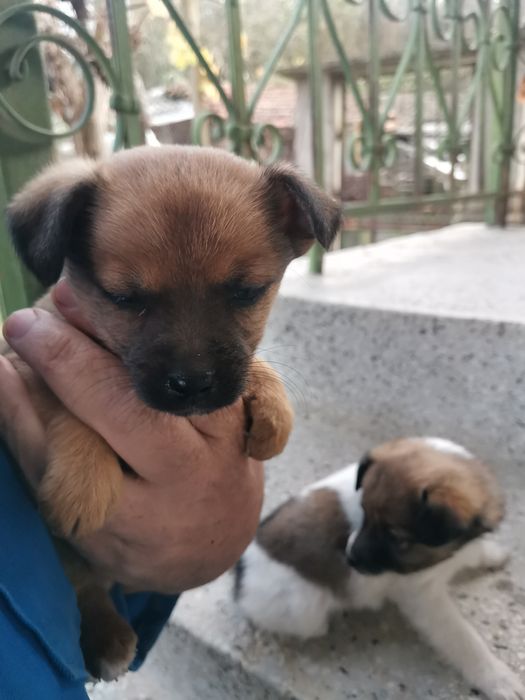 Подарявам кученца