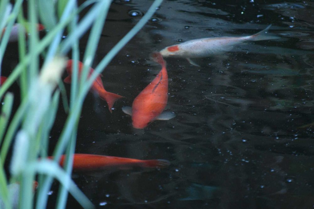 vand carasi aurii iaz