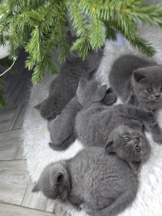 British shorthair rasă pură