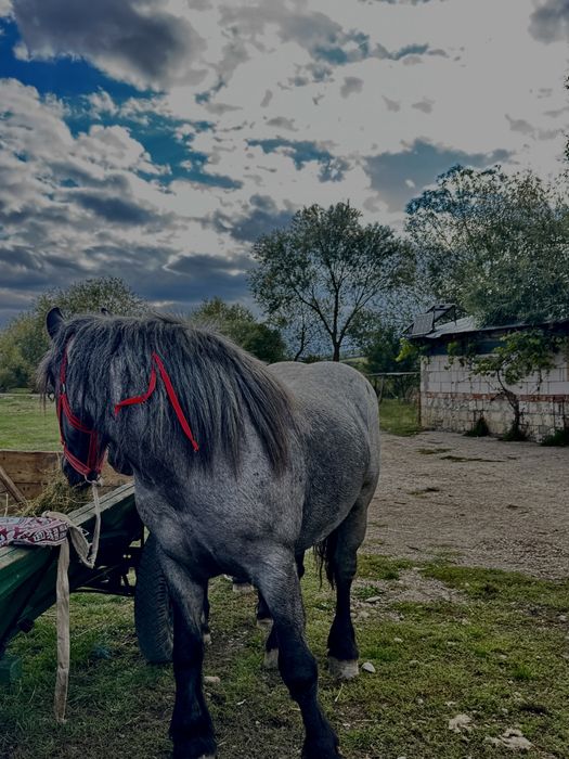 Se vinde manza de 2 ani