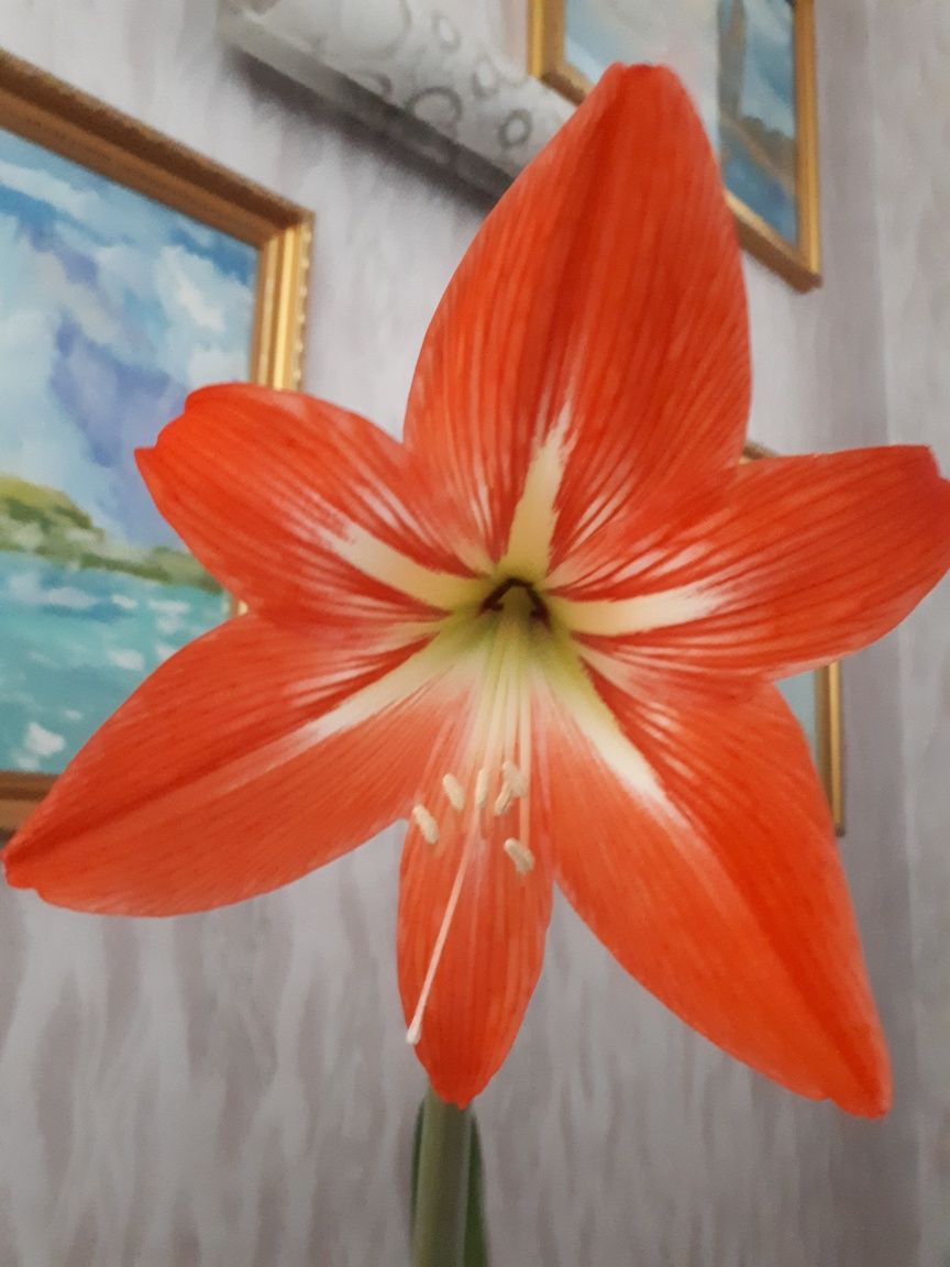Комнатные цветы гиппеаструм (амариллис)