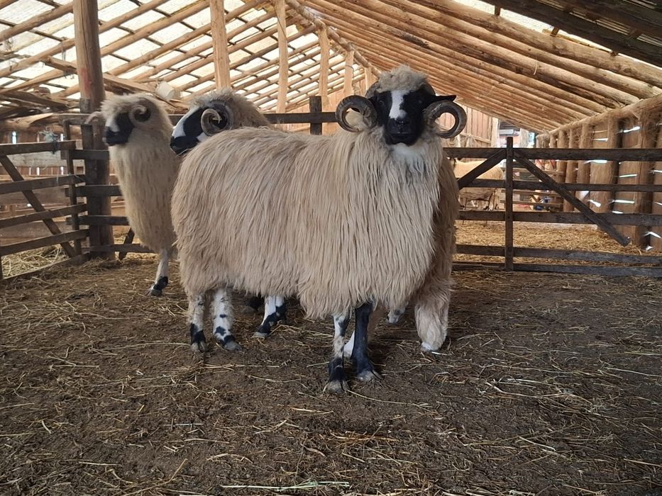 Berbeci miori și noatini