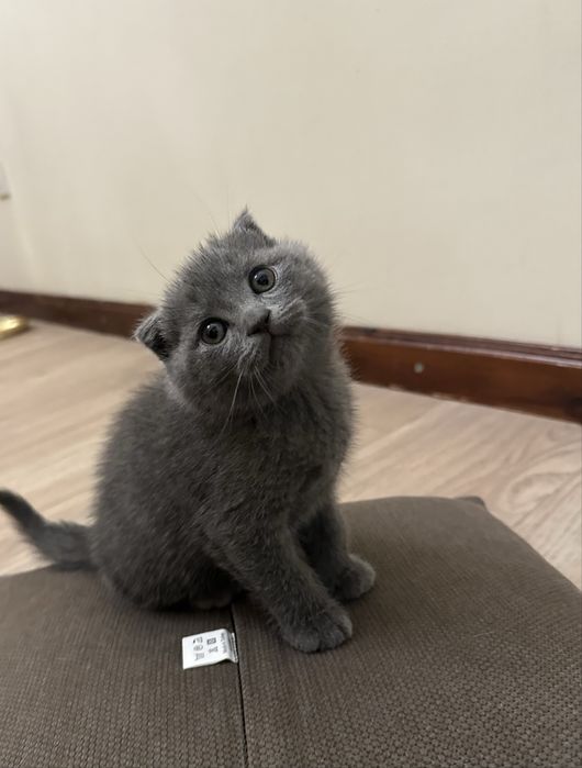 Продаётся чистокровные котята