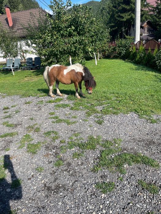 Ponei de vânzare