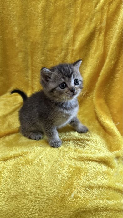 Акция Золотые Шиншиллы