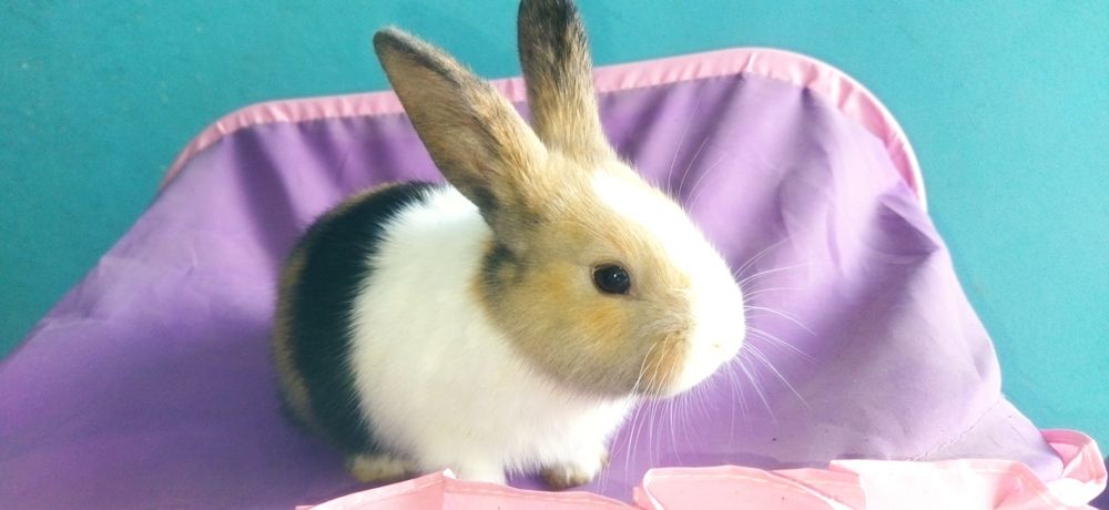 Quyon bollari sotiladi