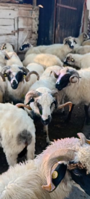 Berbecii brezi de vânzare