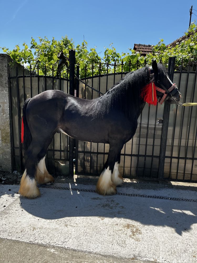 Vand sau schimb cu iepe! ((Armăsar))gypsy vanner