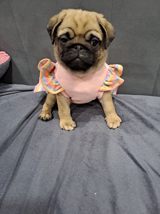 Очаровательный щенок мопса