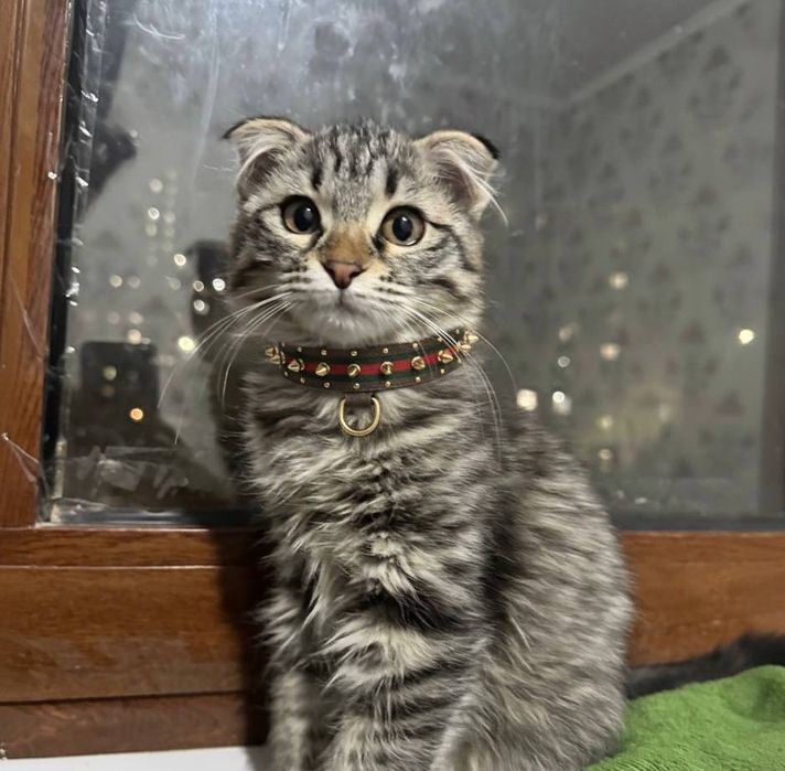 Mushukcha sotiladi scotish fold