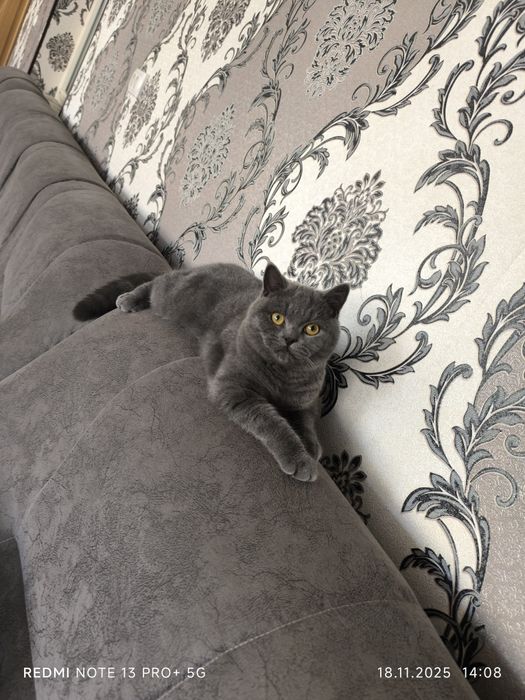 Scotish strayt sotiladi sogʻlom oʻgʻil bola