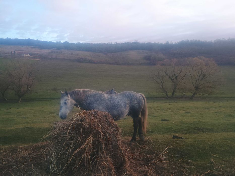 Cai de vânzare ( herghelie)
