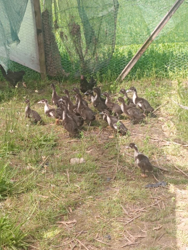 Boboci rate macanitoare
