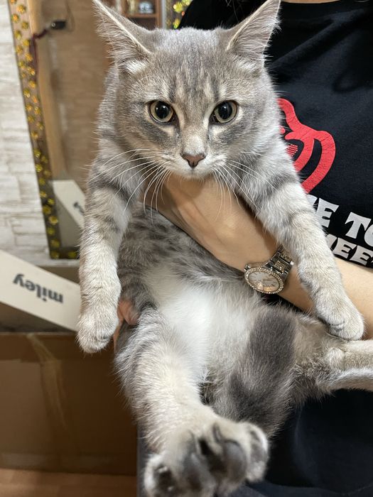 Котенок 5 месяцев