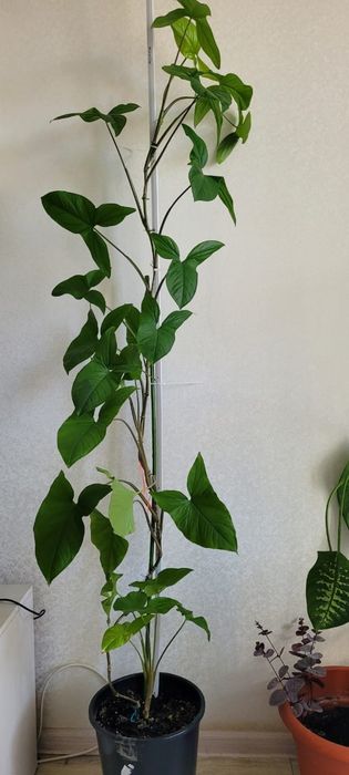 Продам комнатные цветы