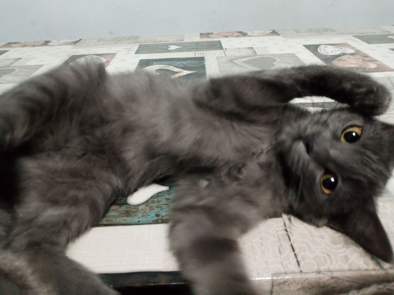 Russian blue Русский синий qizaloq