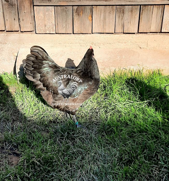 Pt incubat Ouă Australorp Negru