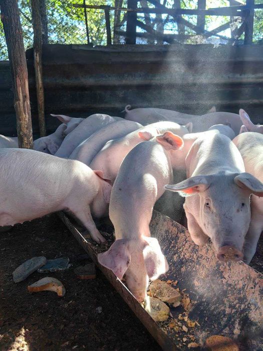 Продавам малки прасета за угояване или консумация – 15 до 50 кг