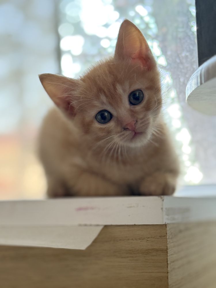 Котенок девочка рыжая
