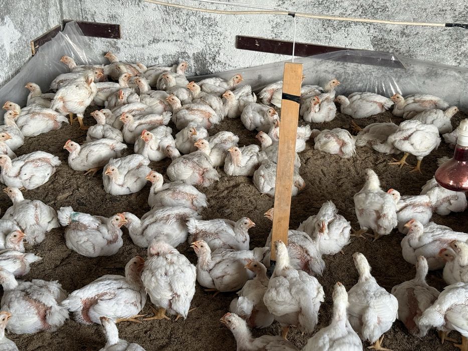 Бройлердын еты бар сойылган тазаланган