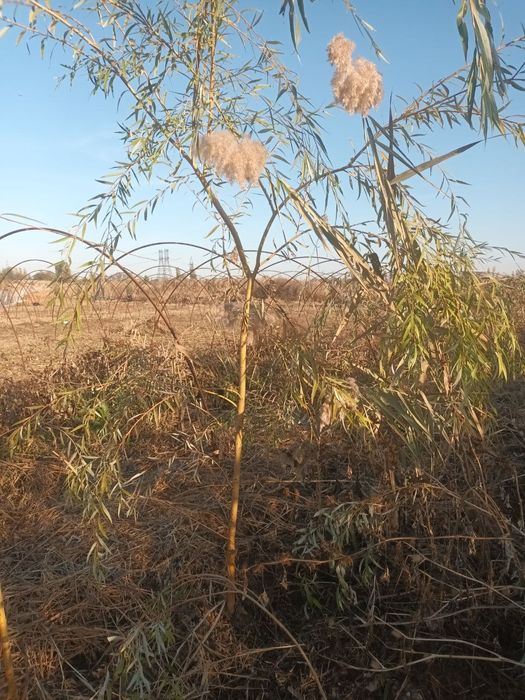 Мажнунтол кучатлари сотилади