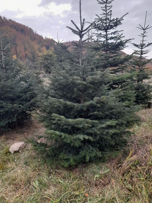 Stejar rosu braz tei mesteacăn pawlonia